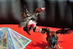 Bí Kíp Chơi Đá Gà Sabong Tại 79King Trăm Trận Trăm Thắng